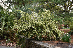Shidare Weeping Chinese Fringeflower (Loropetalum chinense 'Shidare') at Lakeshore Garden Centres