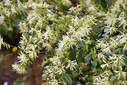Shidare Weeping Chinese Fringeflower (Loropetalum chinense 'Shidare') at Lakeshore Garden Centres