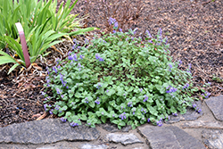 Early Bird Catmint (Nepeta 'Early Bird') at Lakeshore Garden Centres