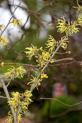 Sunburst Witchhazel (Hamamelis x intermedia 'Sunburst') at Lakeshore Garden Centres
