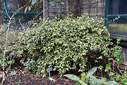 Chirifu Variegated Silverberry (Elaeagnus pungens 'Chirifu') at Lakeshore Garden Centres