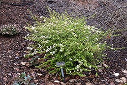 Raulston Hardy Walter's Viburnum (Viburnum obovatum 'Raulston Hardy') at Lakeshore Garden Centres