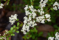Raulston Hardy Walter's Viburnum (Viburnum obovatum 'Raulston Hardy') at Lakeshore Garden Centres