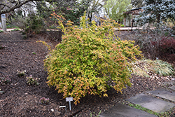 Canyon Creek Abelia (Abelia x grandiflora 'Canyon Creek') at Lakeshore Garden Centres