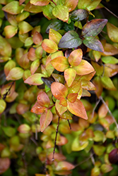 Canyon Creek Abelia (Abelia x grandiflora 'Canyon Creek') at Lakeshore Garden Centres