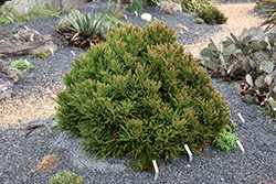 Little Diamond Japanese Cedar (Cryptomeria japonica 'Little Diamond') at Lakeshore Garden Centres