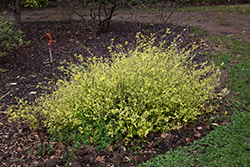 Chiba Gold Japanese Kerria (Kerria japonica 'Chiba Gold') at Lakeshore Garden Centres