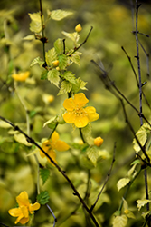 Chiba Gold Japanese Kerria (Kerria japonica 'Chiba Gold') at Lakeshore Garden Centres