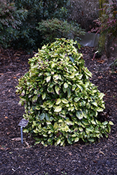 Goldilocks Aucuba (Aucuba japonica 'Goldilocks') at Lakeshore Garden Centres