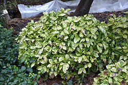 Cecil-Alice Aucuba (Aucuba japonica 'Cecil-Alice') at Lakeshore Garden Centres