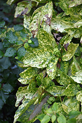 Cecil-Alice Aucuba (Aucuba japonica 'Cecil-Alice') at Lakeshore Garden Centres