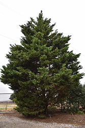 Harlequin Leyland Cypress (Cupressocyparis x leylandii 'Harlequin') at Lakeshore Garden Centres