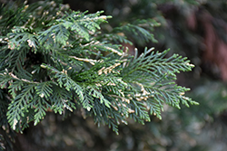 Harlequin Leyland Cypress (Cupressocyparis x leylandii 'Harlequin') at Lakeshore Garden Centres