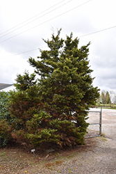 Star Wars Leyland Cypress (Cupressocyparis x leylandii 'Star Wars') at Lakeshore Garden Centres
