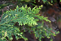 Star Wars Leyland Cypress (Cupressocyparis x leylandii 'Star Wars') at Lakeshore Garden Centres
