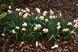 Bella Vista Daffodil (Narcissus 'Bella Vista') at Lakeshore Garden Centres