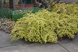 Twist of Lime Glossy Abelia (Abelia x grandiflora 'Hopley's') at Lakeshore Garden Centres