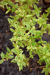 Nikko Dawn Deutzia (Deutzia gracilis 'Nikko Dawn') at Lakeshore Garden Centres