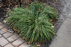 Tuff Tuft Lavender Mondo Grass (Ophiopogon japonicus 'Tuff Tuft Lavender') at Lakeshore Garden Centres