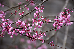Silver Cloud Redbud (Cercis canadensis 'Silver Cloud') at Lakeshore Garden Centres