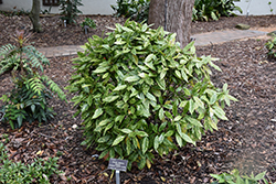 Subaru Aucuba (Aucuba japonica 'Subaru') at Lakeshore Garden Centres