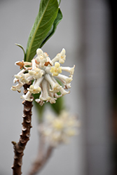 Winter Gold Oriental Paper Bush (Edgeworthia chrysantha 'Winter Gold') at Lakeshore Garden Centres