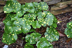 Variegated Leopard Plant (Farfugium japonicum 'Aureomaculatum') at Lakeshore Garden Centres