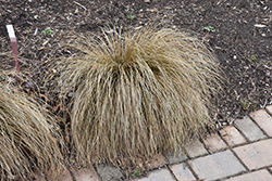 Prairie Fire Sedge (Carex testacea 'Prairie Fire') at Lakeshore Garden Centres