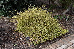 Twist of Orange Glossy Abelia (Abelia x grandiflora 'Gretoo') at Lakeshore Garden Centres