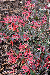 Leo Trumpet Honeysuckle (Lonicera sempervirens 'Leo') at Lakeshore Garden Centres
