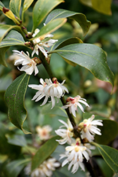 Deep Purple Japanese Anise Tree (Illicium anisatum 'Deep Purple') at Lakeshore Garden Centres