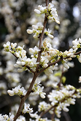 Shirobana Redbud (Cercis chinensis 'Shirobana') at Lakeshore Garden Centres