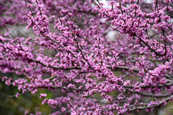 Ace Of Hearts Redbud (Cercis canadensis 'Ace Of Hearts') at Lakeshore Garden Centres
