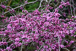 Traveller Weeping Redbud (Cercis canadensis 'Traveller') at Lakeshore Garden Centres