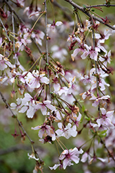 Weeping Fuji Cherry (Prunus incisa 'Pendula') at Lakeshore Garden Centres