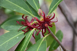 Aztec Fire Mexican Anise Tree (Illicium mexicanum 'Aztec Fire') at Lakeshore Garden Centres