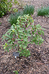 Aztec Fire Mexican Anise Tree (Illicium mexicanum 'Aztec Fire') at Lakeshore Garden Centres