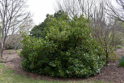 Forest Green Anise (Illicium parviflorum 'Forest Green') at Lakeshore Garden Centres