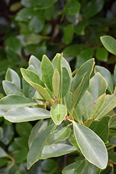 Forest Green Anise (Illicium parviflorum 'Forest Green') at Lakeshore Garden Centres