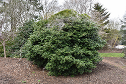Chinese Holly (Ilex cornuta) at Lakeshore Garden Centres