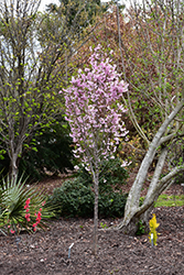 First Blush Flowering Cherry (Prunus 'JFS-KW14') at Lakeshore Garden Centres