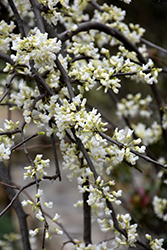 Vanilla Twist Weeping Redbud (Cercis canadensis 'Vanilla Twist') at Lakeshore Garden Centres