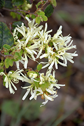 Snow Muffin Chinese Fringeflower (Loropetalum chinense 'Snowmound') at Lakeshore Garden Centres