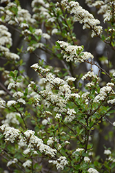 Christmas Snow Walter's Viburnum (Viburnum obovatum 'Christmas Snow') at Lakeshore Garden Centres