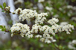 Christmas Snow Walter's Viburnum (Viburnum obovatum 'Christmas Snow') at Lakeshore Garden Centres