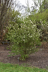 Christmas Snow Walter's Viburnum (Viburnum obovatum 'Christmas Snow') at Lakeshore Garden Centres