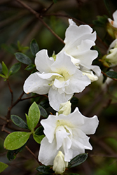 Alaska Azalea (Rhododendron 'Alaska') at Lakeshore Garden Centres