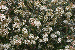 Service Viburnum (Viburnum utile) at Lakeshore Garden Centres