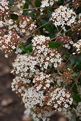 Service Viburnum (Viburnum utile) at Lakeshore Garden Centres