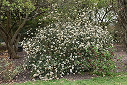Service Viburnum (Viburnum utile) at Lakeshore Garden Centres